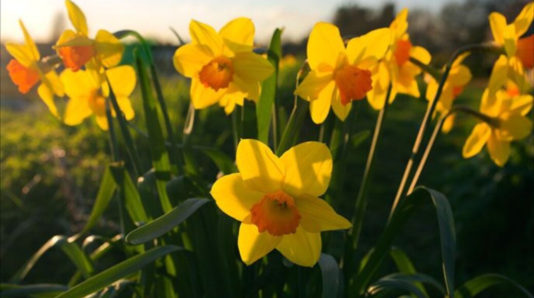 Daffodils latin Narcissus pseudonarcissus found in West Sussex, UK