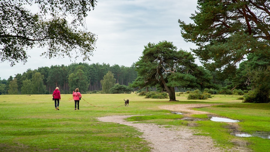 Southampton which includes cuddly or friendly animals and a garden as well as a couple