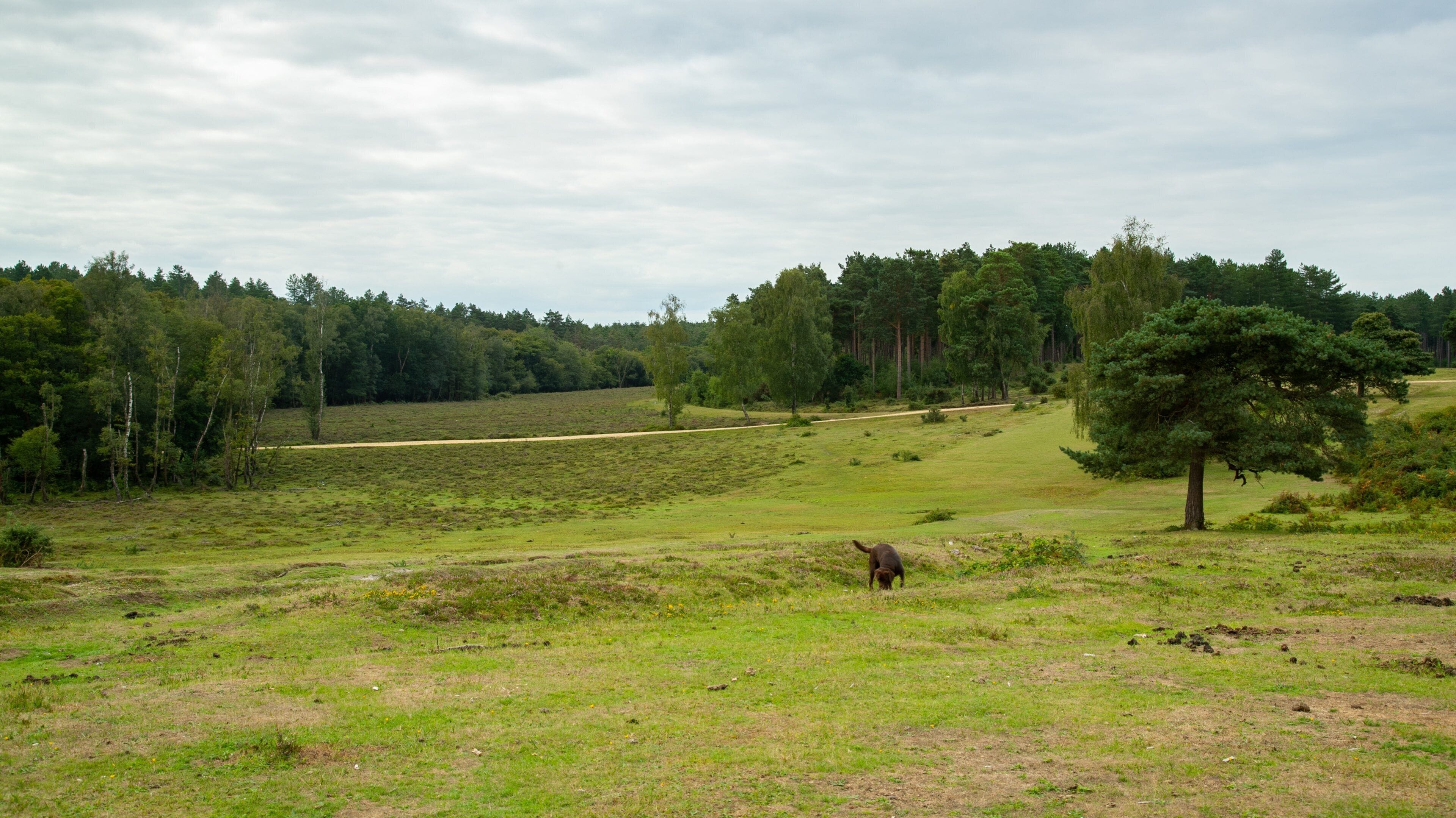 New Forest National Park featuring cuddly or friendly animals and tranquil scenes