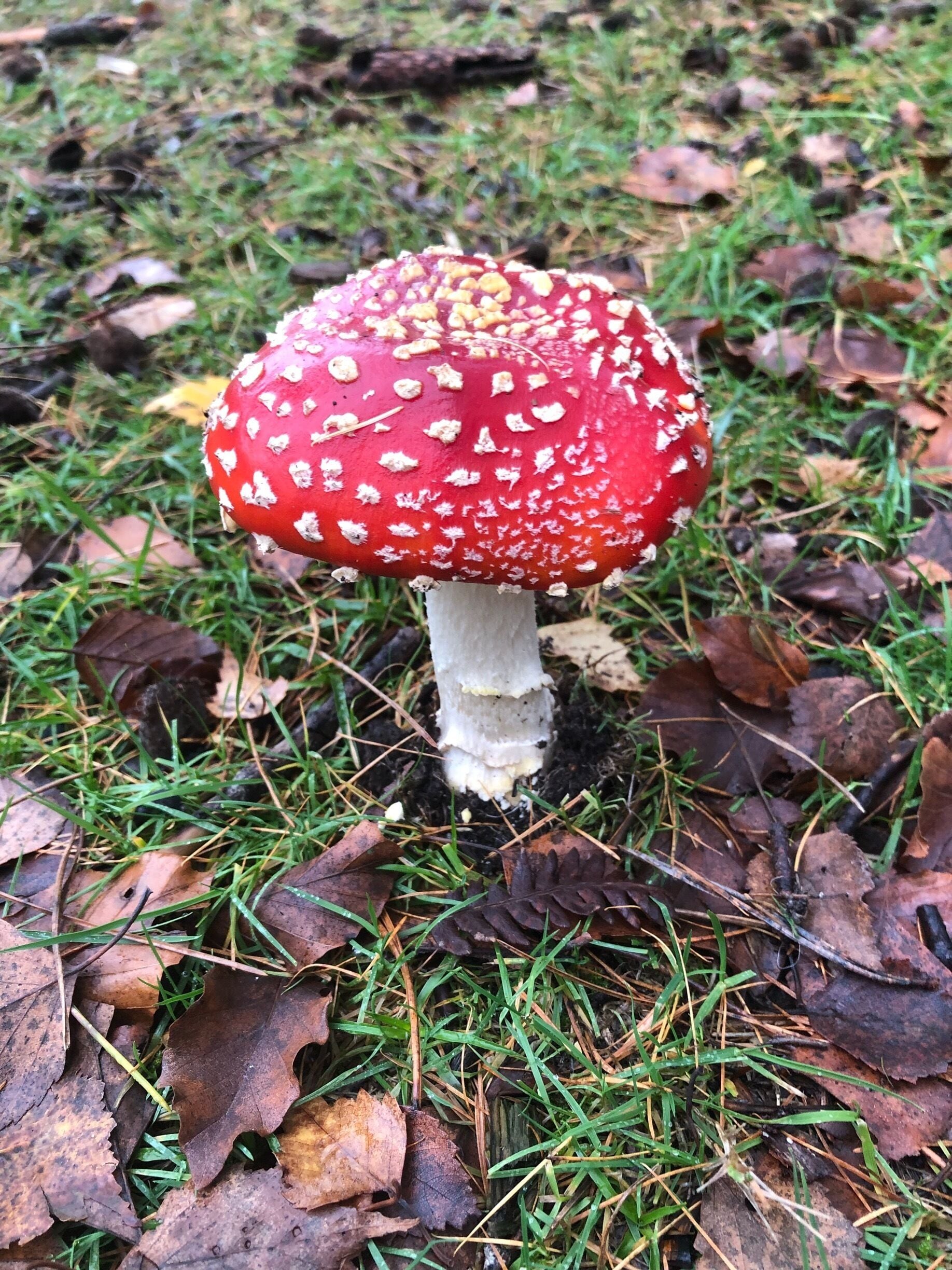 Found this beauty in Dibden Enclosure