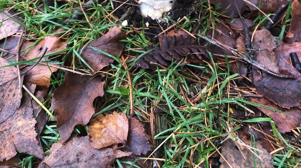 Found this beauty in Dibden Enclosure