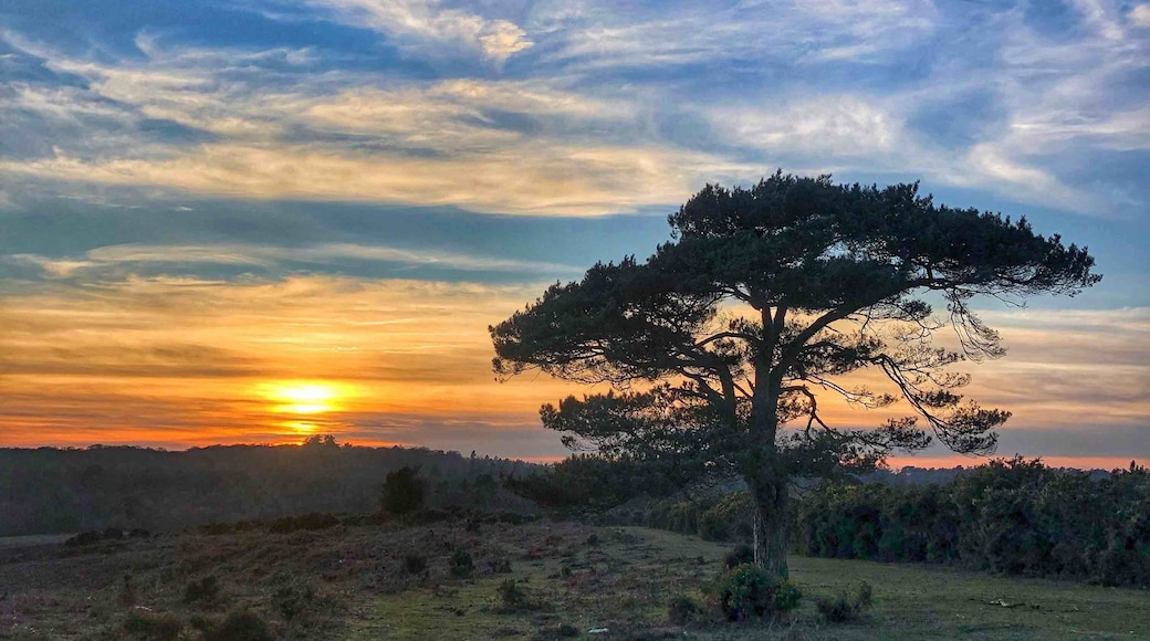 Fantastic New Forest sunset to end the day after a good walk ...... with a nice cuppa