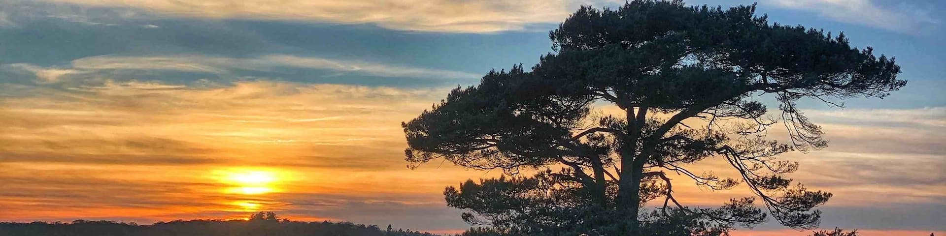 Fantastic New Forest sunset to end the day after a good walk ...... with a nice cuppa