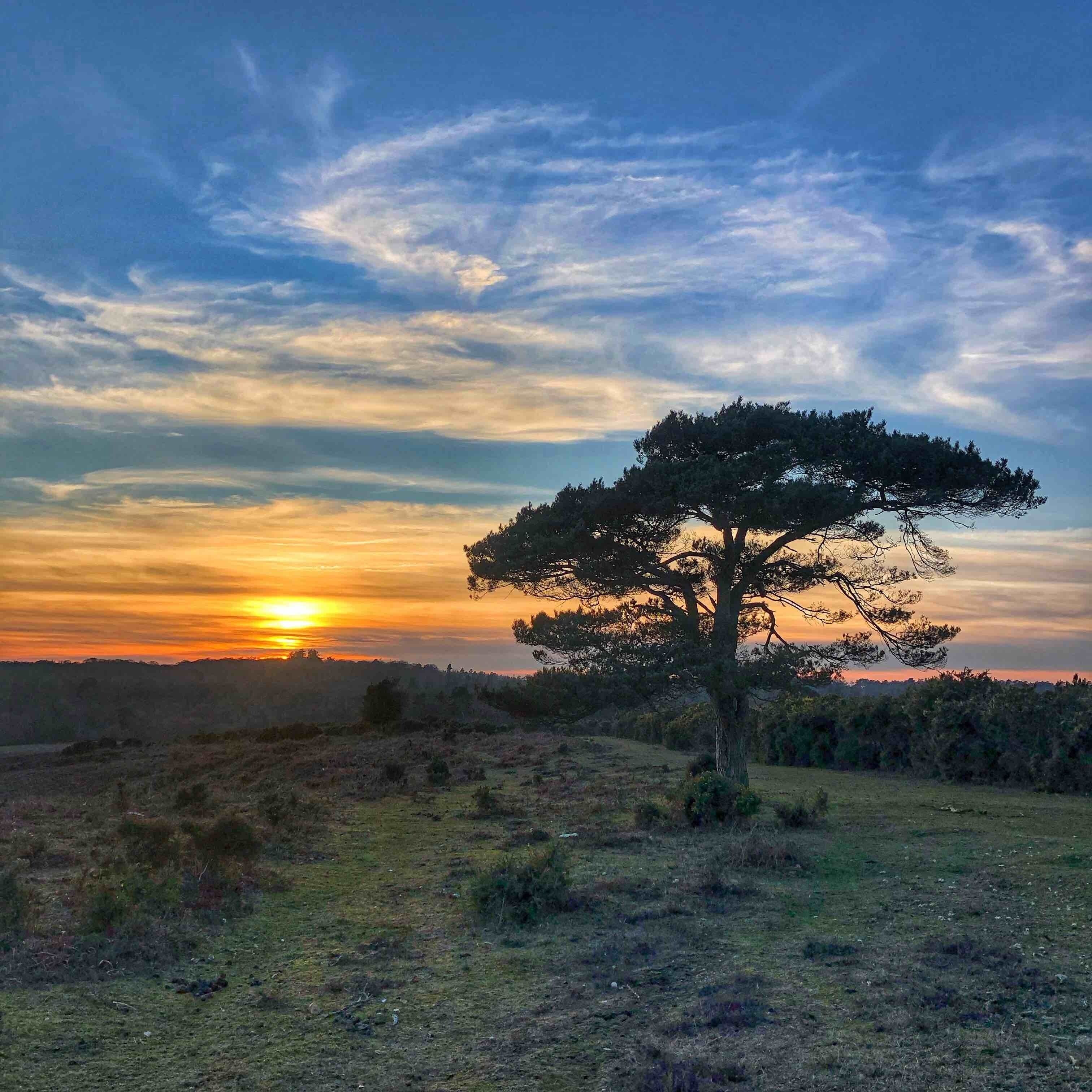 A lone tree in a grassy field with a sunset in the background.
