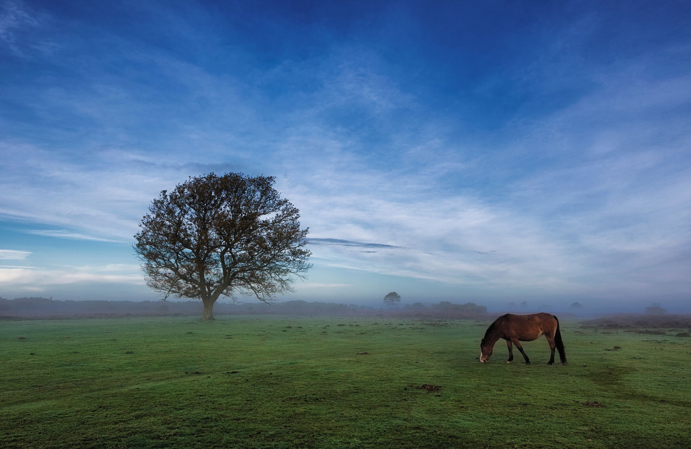 500px Photo ID: 115240899 - A morning walk just after sunrise in New Forest National Park, Hampshire.