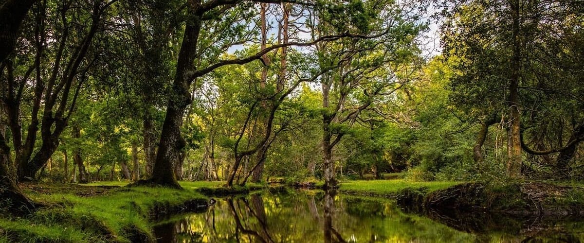 A beautiful river walk in The New Forest