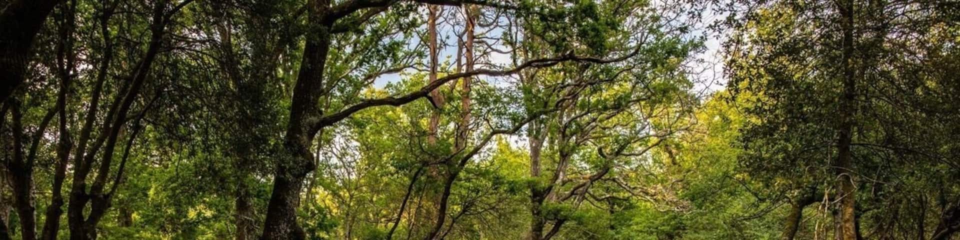 A beautiful river walk in The New Forest