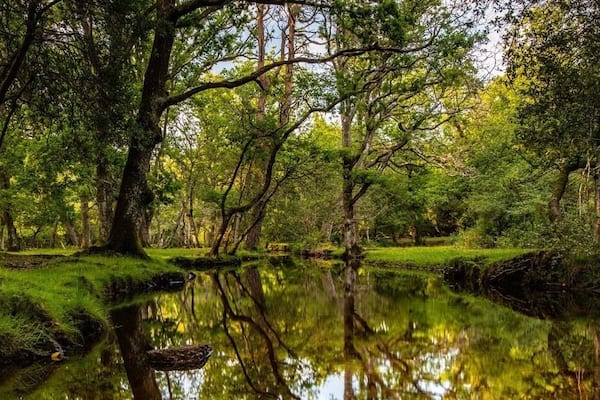 A beautiful river walk in The New Forest