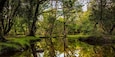 A beautiful river walk in The New Forest