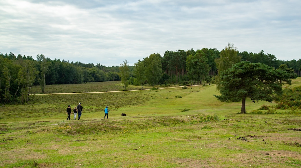 New Forest National Park showing tranquil scenes as well as a small group of people