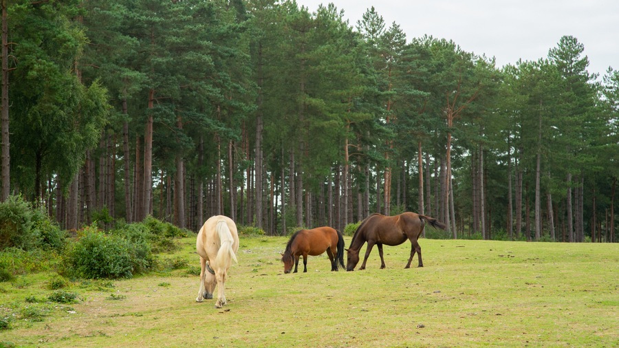 New Forest National Park which includes land animals and farmland