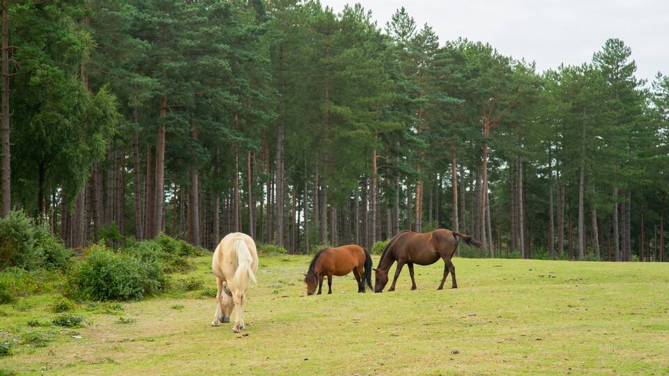 Three horses grazing in a grassy field with a dense forest in the background.