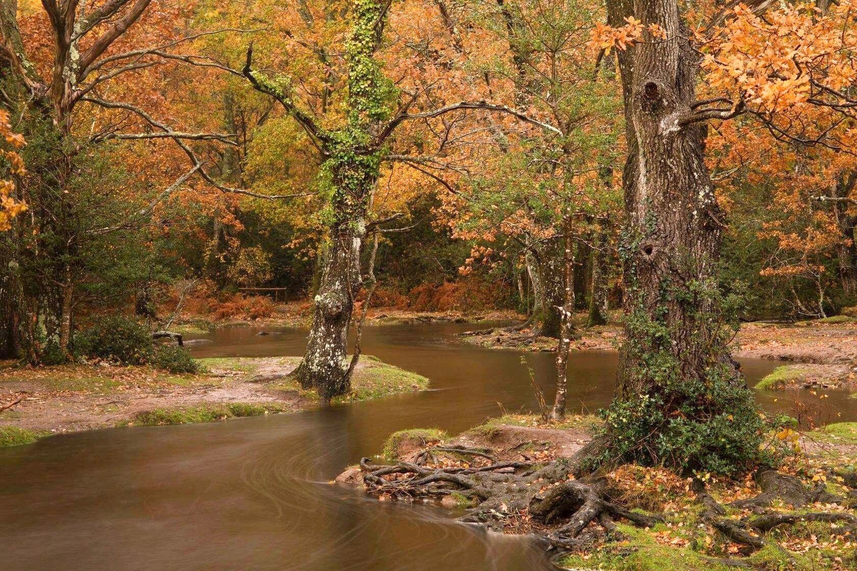 Une rivière serpentant à travers une forêt aux couleurs automnales.