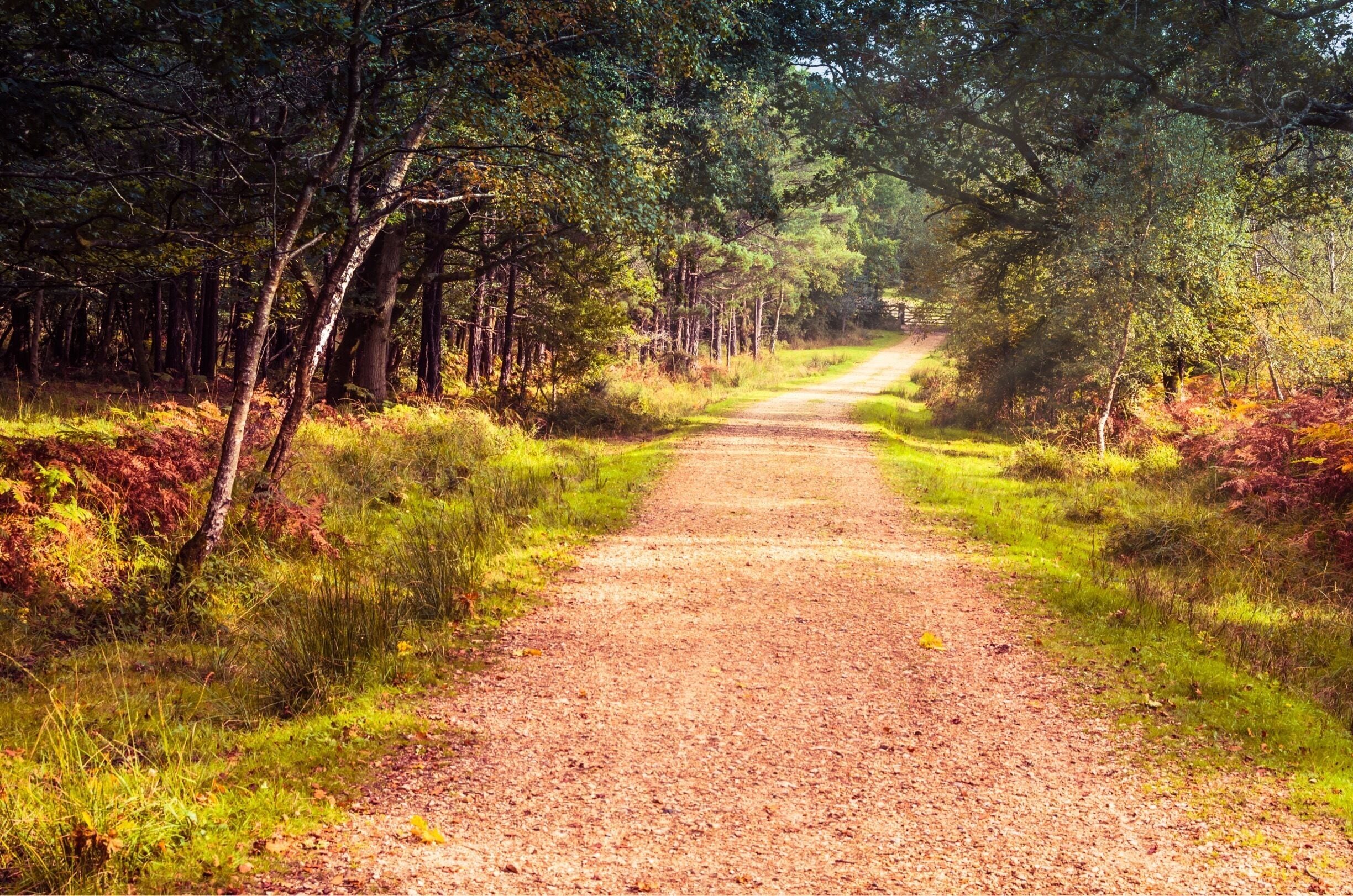 A dirt path through a forest with tall trees and green foliage.