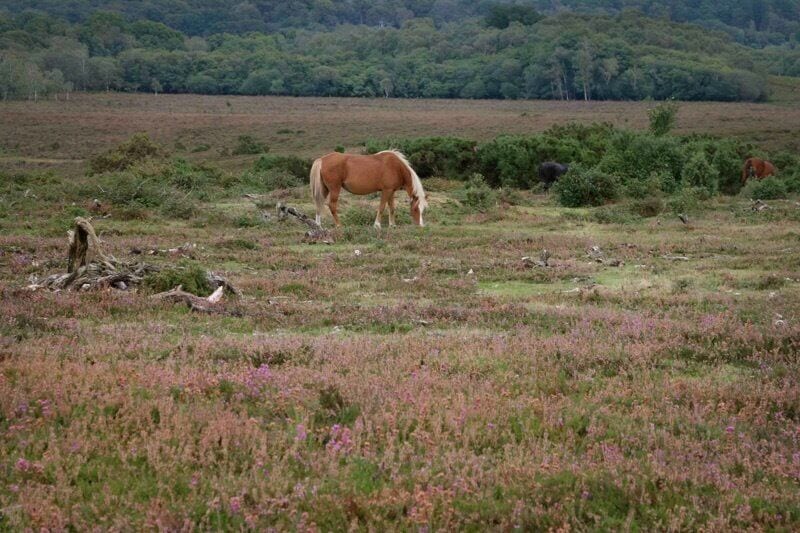 A brown horse grazing in a field with purple flowers and green bushes.