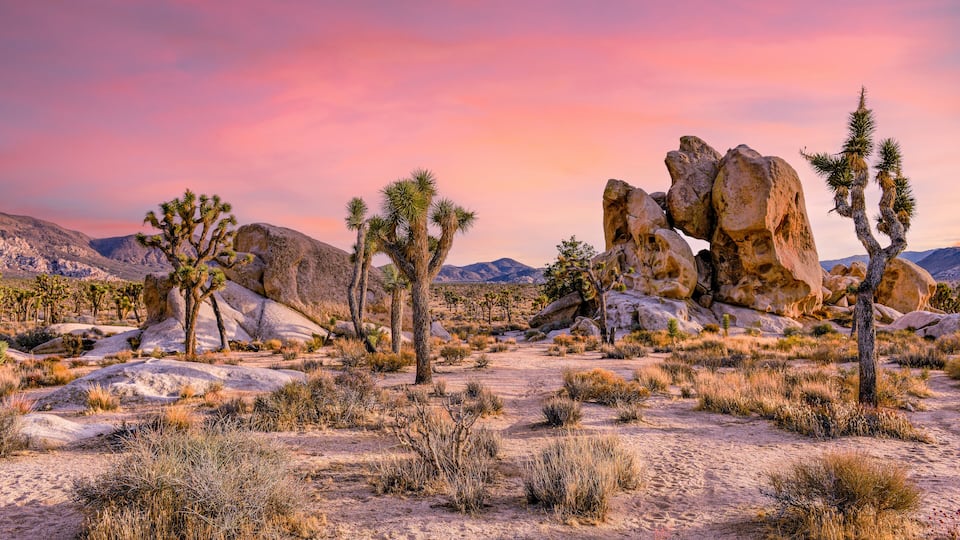 A desert landscape with Joshua trees and large rock formations under a pink sky.