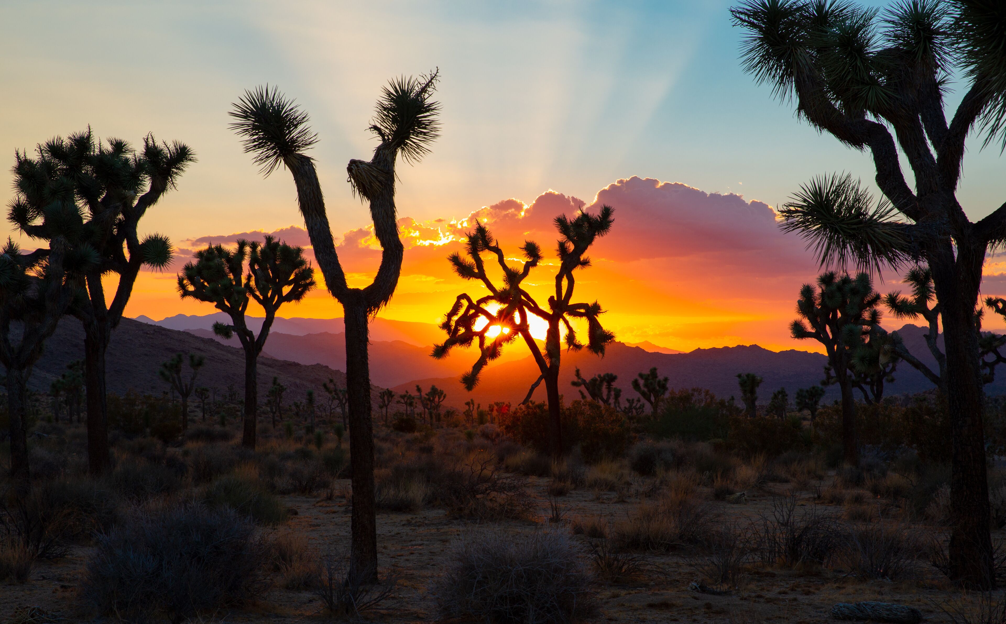 Sunset over Joshua Tree National Park in California, USA