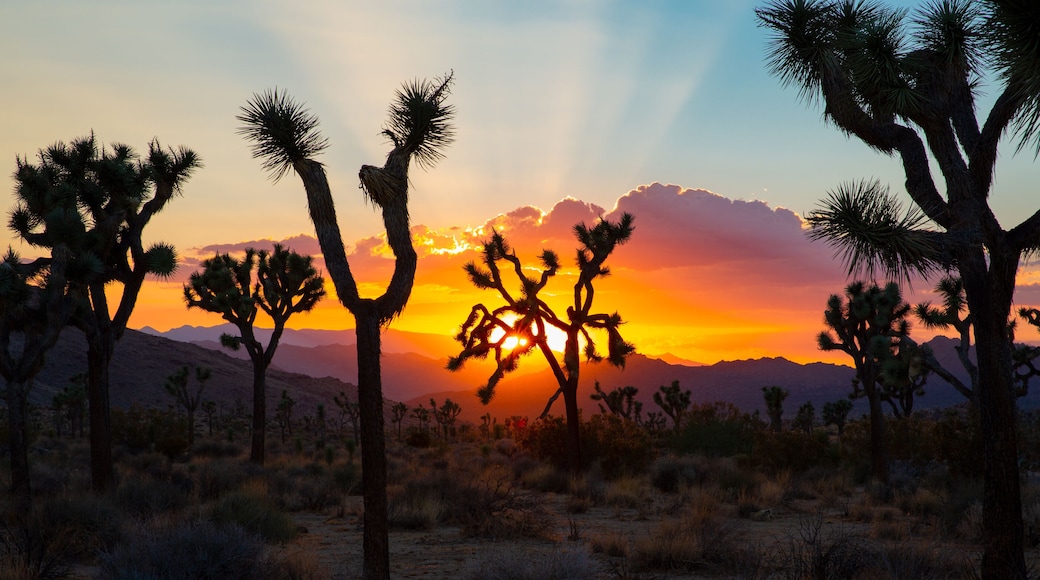 Sunset over Joshua Tree National Park in California, USA