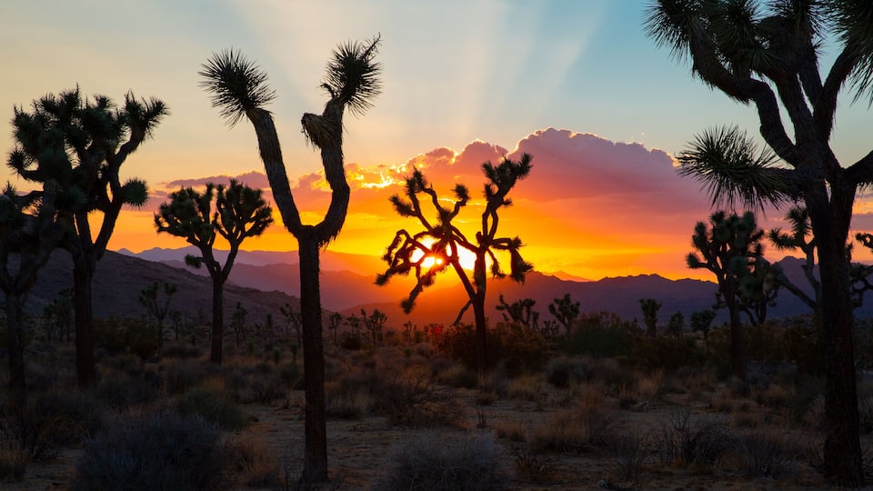 A desert landscape with Joshua trees silhouetted against a sunset sky.