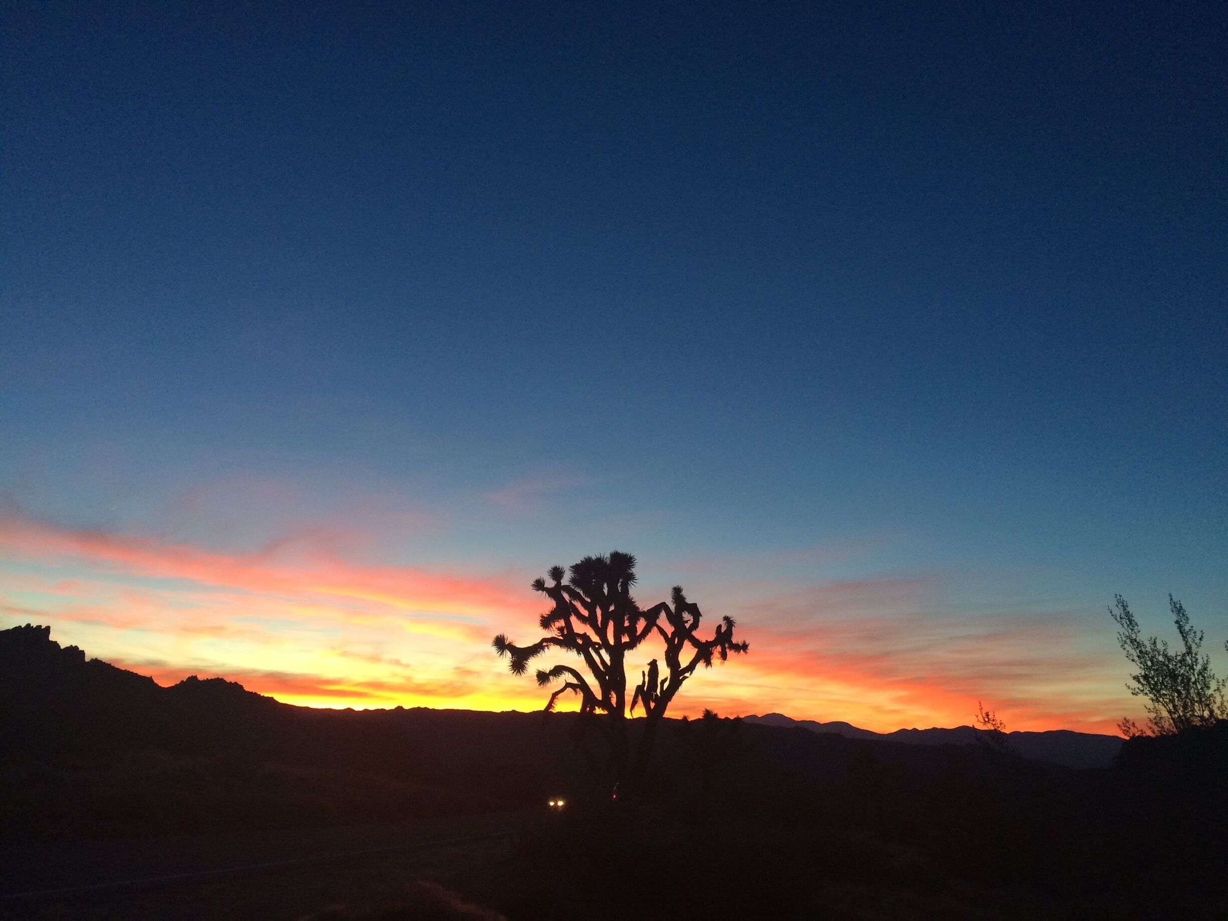 #joshuatree #camping #sunset