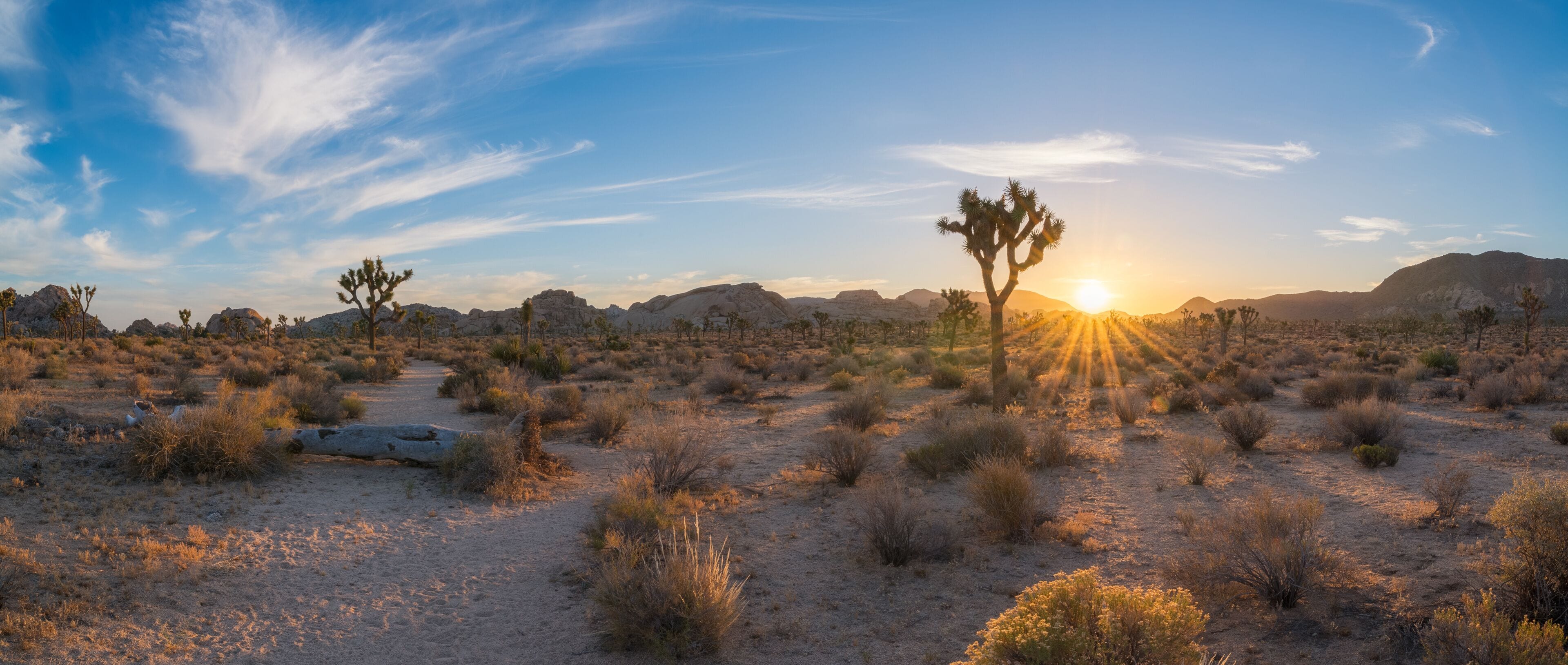 Joshua Tree sunrise along a trail 