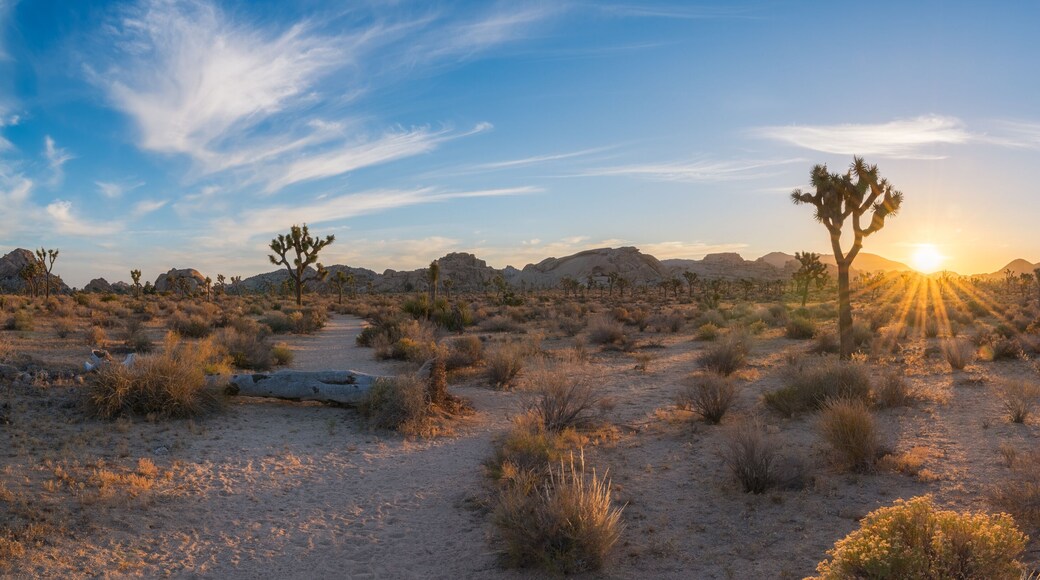 Joshua Tree sunrise along a trail