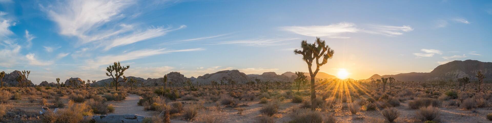 Joshua Tree sunrise along a trail