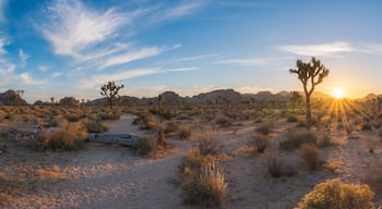 Joshua Tree sunrise along a trail