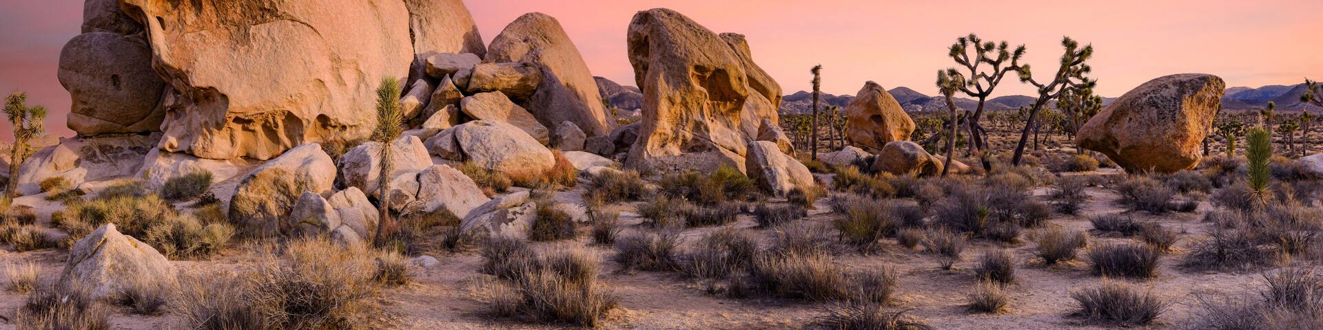 Joshua Tree and Joshua Tree Park during sunset