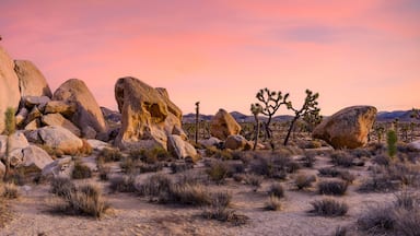 Paisaje desértico con grandes rocas, árboles de Josué y un cielo al atardecer.