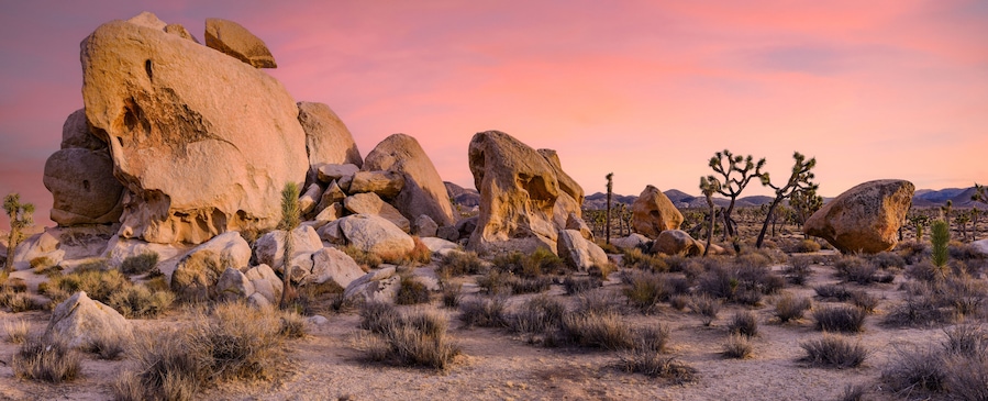 Joshua Tree and Joshua Tree Park during sunset