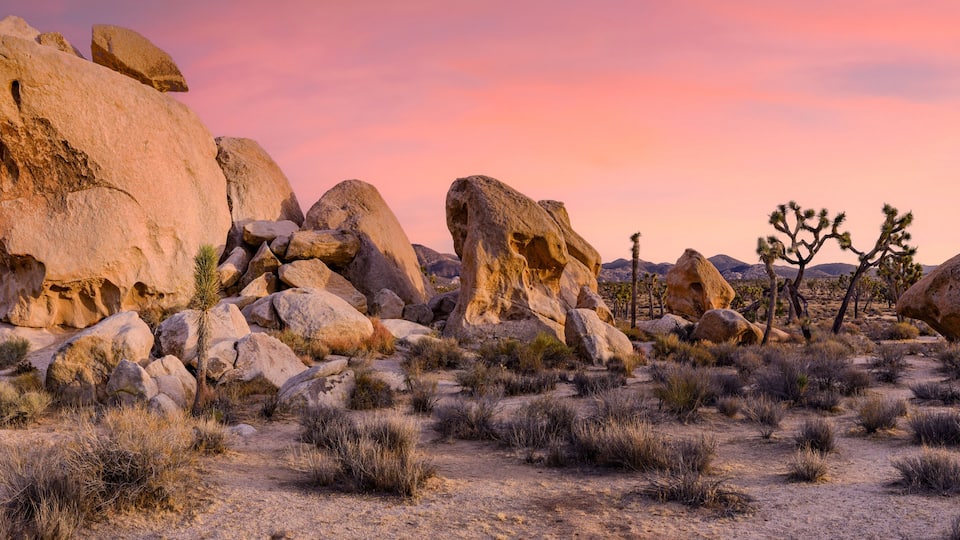 A desert landscape with large boulders, Joshua trees, and a sunset sky.