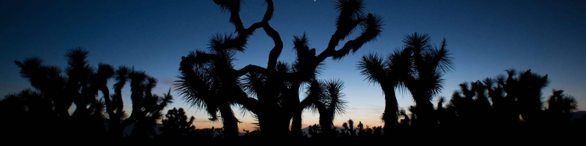 USA, California. Joshua trees (Yucca brevifolia) in twilight in Antelope Valley
