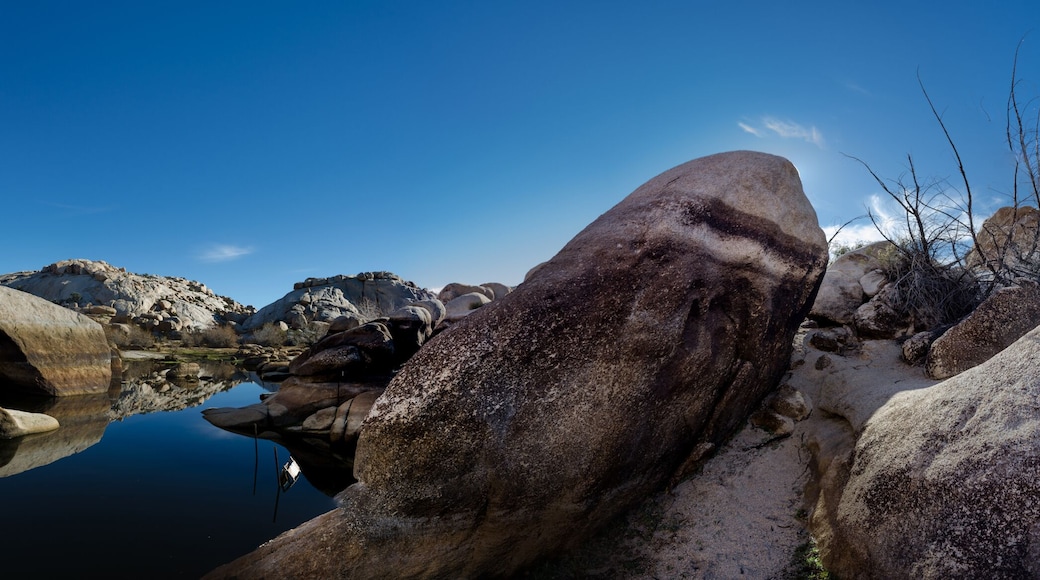 Joshua Tree
