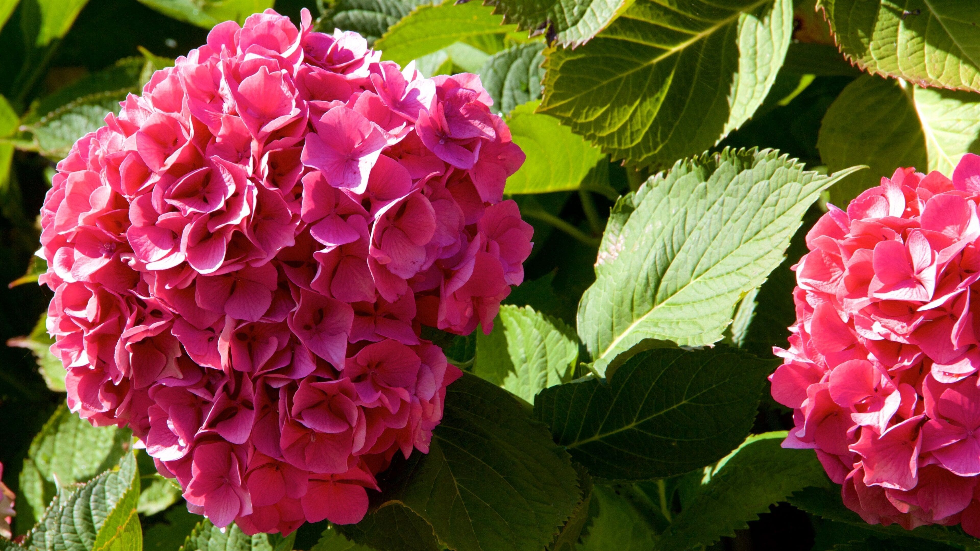 아브랑슈 을 특징 꽃