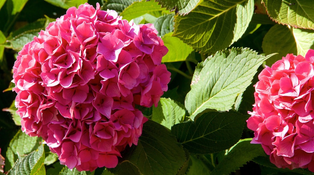 ์๋ธ๋์ ์ ํน์ง ๊ฝ