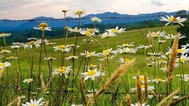 Summer drive through the hayfields farmland . The wildflowers on the edge of the hay field made me pull the car over for this Iphone photo