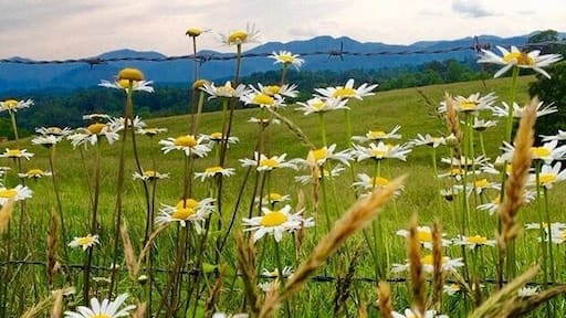 Summer drive through the hayfields farmland . The wildflowers on the edge of the hay field made me pull the car over for this Iphone photo