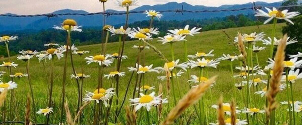 Summer drive through the hayfields farmland . The wildflowers on the edge of the hay field made me pull the car over for this Iphone photo