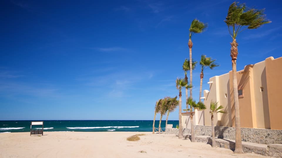 A sandy beach with palm trees and a clear blue sky.