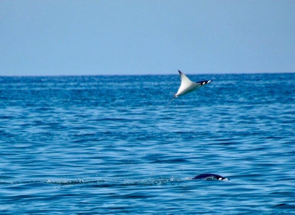 Manta Rays can been along the shore line all around Spa Buena Vista, mornings and evenings were the best. Extremely exhilarating to experience. We stayed in Spa Buena Vista Yurts and could hear the Rays slapping the surface of the water throughout the nights. 
#Wildlife