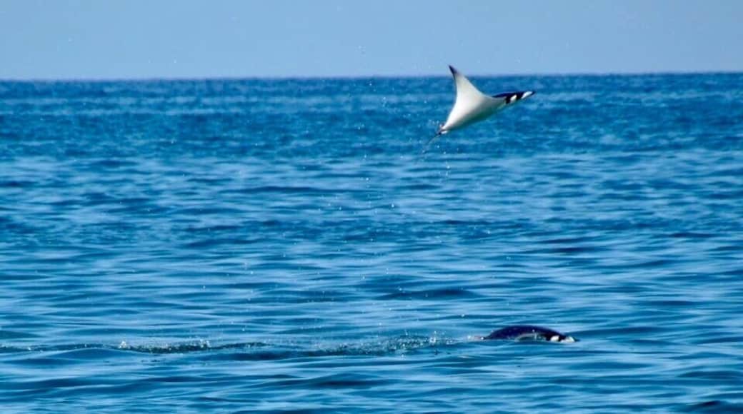 Manta Rays can been along the shore line all around Spa Buena Vista, mornings and evenings were the best. Extremely exhilarating to experience. We stayed in Spa Buena Vista Yurts and could hear the Rays slapping the surface of the water throughout the nights.
#Wildlife