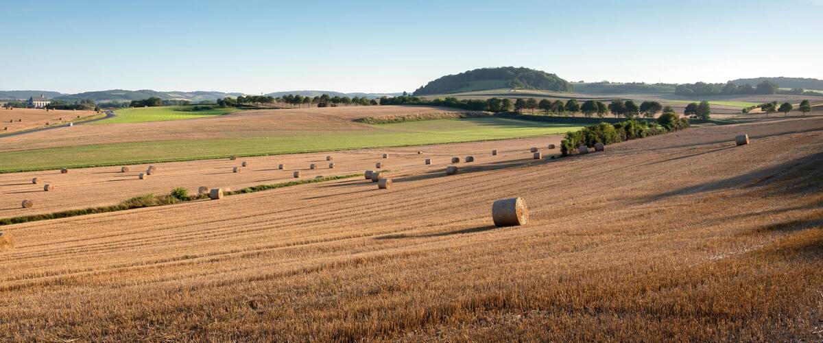 landscape with cornfields and meadows in regional parc de caps et marais d'opale in the north of france