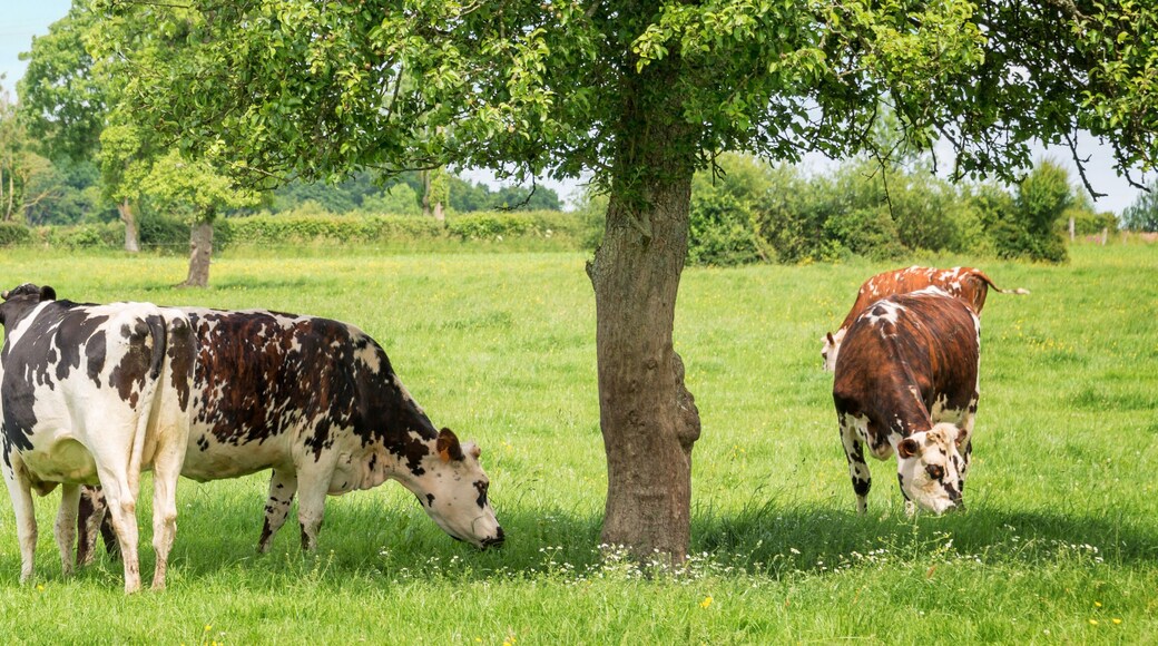 Panorama of black and white cows grazing on grassy green field in Normandy, France. Summer countryside landscape and pasture for cows