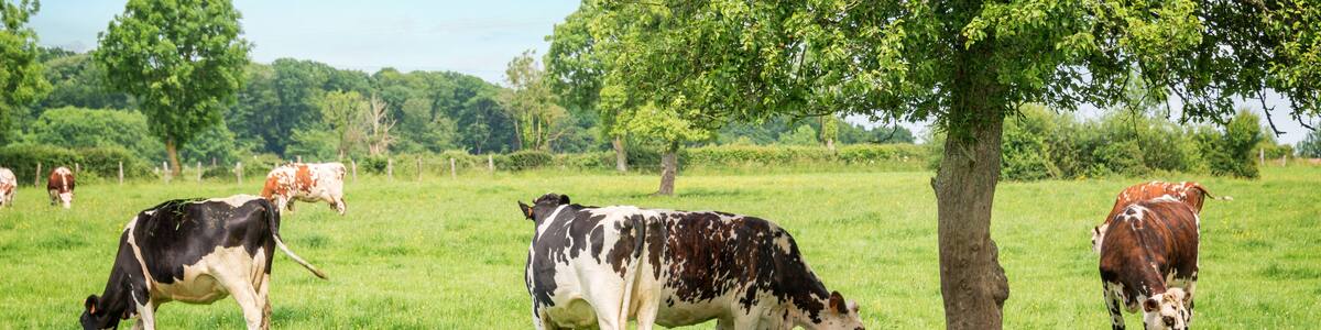 Panorama of black and white cows grazing on grassy green field in Normandy, France. Summer countryside landscape and pasture for cows