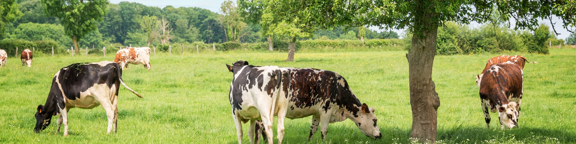 Panorama of black and white cows grazing on grassy green field in Normandy, France. Summer countryside landscape and pasture for cows