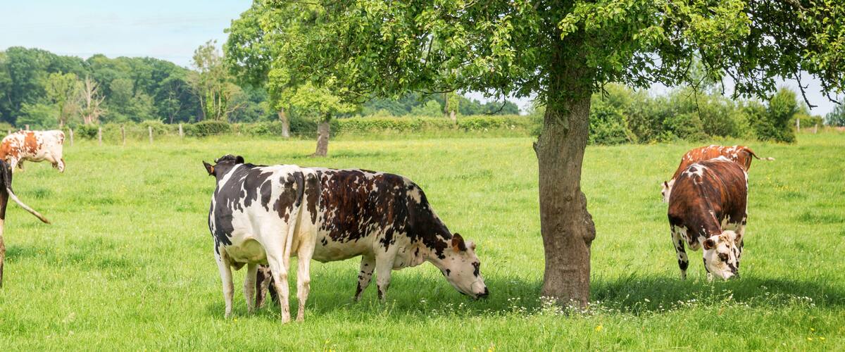 Panorama of black and white cows grazing on grassy green field in Normandy, France. Summer countryside landscape and pasture for cows