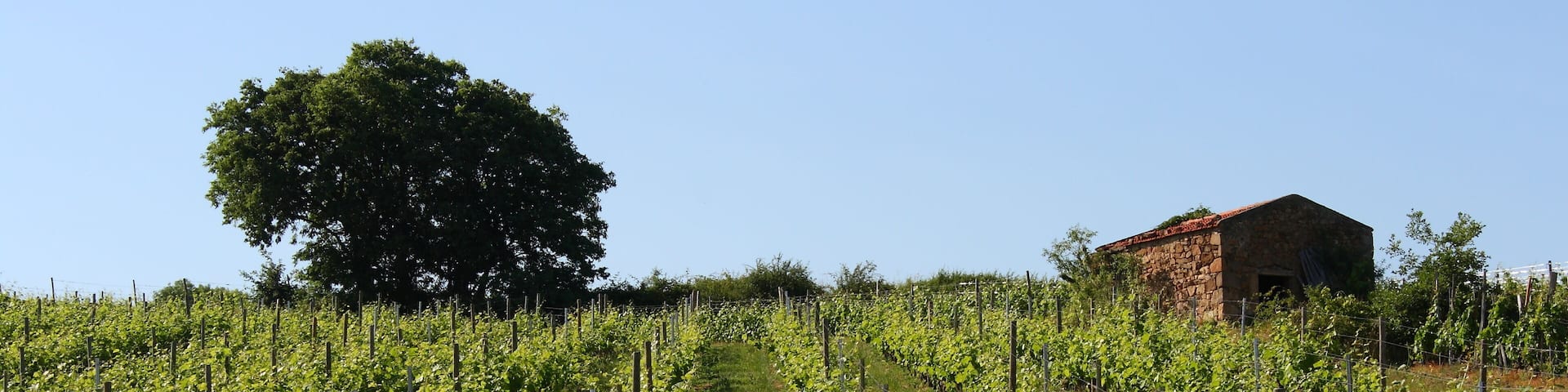 Vigne CÎte du RhÎne Chavanay Vallée du RhÎne France
