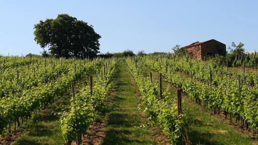 Saint-Laurent-de-Mure