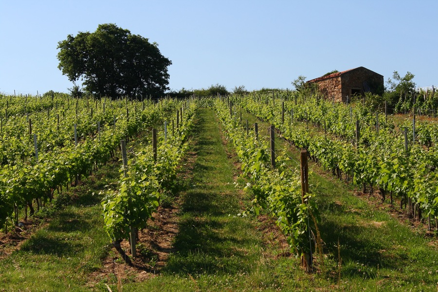Vigne Côte du Rhône Chavanay Vallée du Rhône France